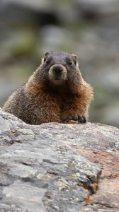 Preview wallpaper marmot, rodent, wildlife, stone