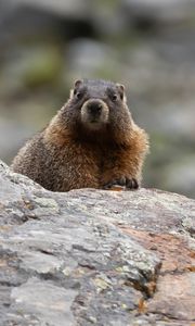 Preview wallpaper marmot, rodent, wildlife, stone