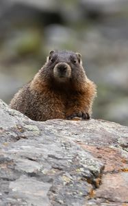 Preview wallpaper marmot, rodent, wildlife, stone