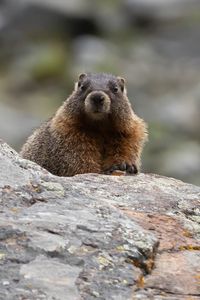 Preview wallpaper marmot, rodent, wildlife, stone