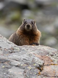 Preview wallpaper marmot, rodent, wildlife, stone