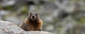 Preview wallpaper marmot, rodent, wildlife, stone