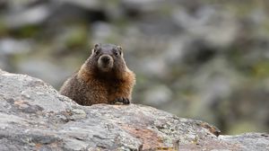 Preview wallpaper marmot, rodent, wildlife, stone