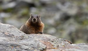 Preview wallpaper marmot, rodent, wildlife, stone