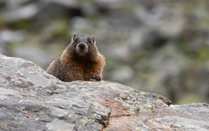 Preview wallpaper marmot, rodent, wildlife, stone