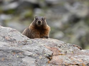 Preview wallpaper marmot, rodent, wildlife, stone