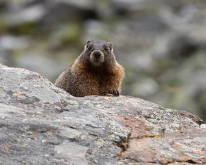 Preview wallpaper marmot, rodent, wildlife, stone