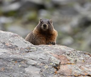 Preview wallpaper marmot, rodent, wildlife, stone