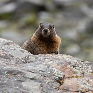 Preview wallpaper marmot, rodent, wildlife, stone