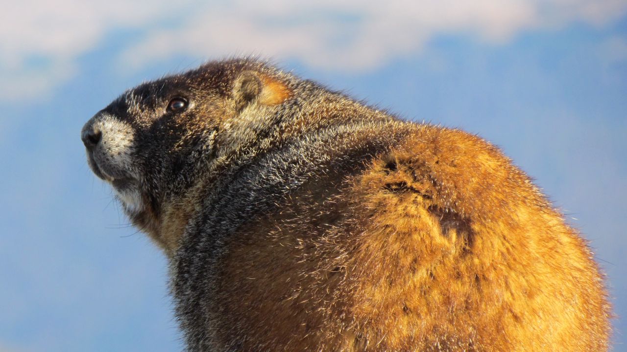 Wallpaper marmot, thick, cool