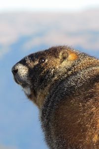 Preview wallpaper marmot, thick, cool