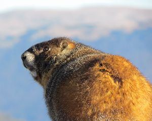 Preview wallpaper marmot, thick, cool