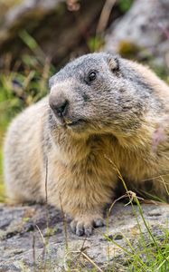 Preview wallpaper marmot, wildlife, rock, animal