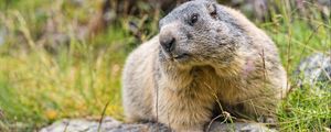 Preview wallpaper marmot, wildlife, rock, animal