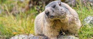 Preview wallpaper marmot, wildlife, rock, animal