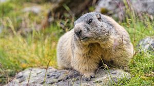Preview wallpaper marmot, wildlife, rock, animal