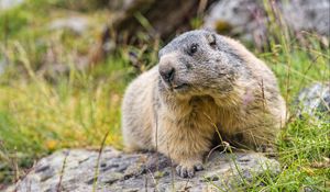 Preview wallpaper marmot, wildlife, rock, animal