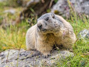 Preview wallpaper marmot, wildlife, rock, animal