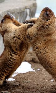 Preview wallpaper marmots, couple, playful, aviary