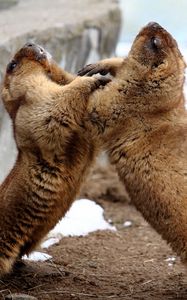 Preview wallpaper marmots, couple, playful, aviary