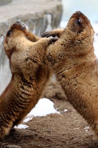 Preview wallpaper marmots, couple, playful, aviary