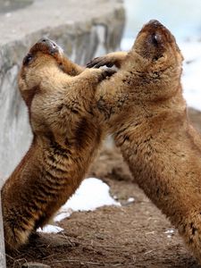 Preview wallpaper marmots, couple, playful, aviary