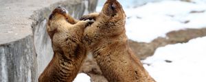 Preview wallpaper marmots, couple, playful, aviary