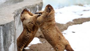 Preview wallpaper marmots, couple, playful, aviary