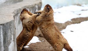 Preview wallpaper marmots, couple, playful, aviary