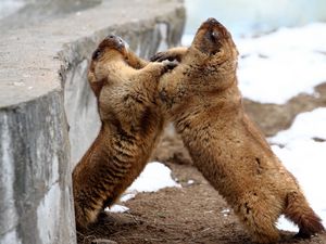 Preview wallpaper marmots, couple, playful, aviary