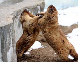 Preview wallpaper marmots, couple, playful, aviary