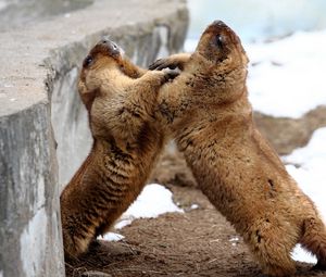 Preview wallpaper marmots, couple, playful, aviary