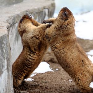 Preview wallpaper marmots, couple, playful, aviary