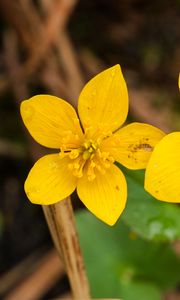 Preview wallpaper marsh-marigold, flower, petals, yellow