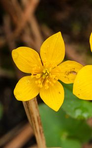 Preview wallpaper marsh-marigold, flower, petals, yellow