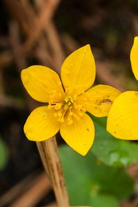 Preview wallpaper marsh-marigold, flower, petals, yellow