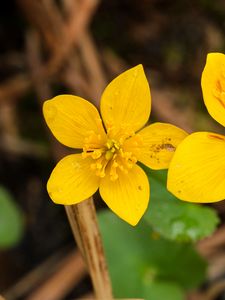 Preview wallpaper marsh-marigold, flower, petals, yellow