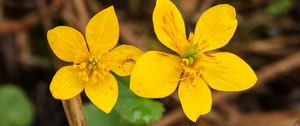 Preview wallpaper marsh-marigold, flower, petals, yellow