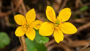 Preview wallpaper marsh-marigold, flower, petals, yellow