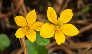 Preview wallpaper marsh-marigold, flower, petals, yellow