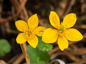 Preview wallpaper marsh-marigold, flower, petals, yellow