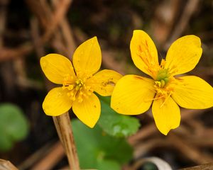 Preview wallpaper marsh-marigold, flower, petals, yellow