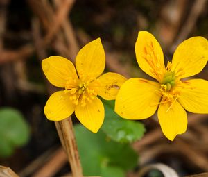 Preview wallpaper marsh-marigold, flower, petals, yellow