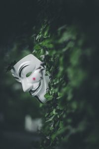 Preview wallpaper mask, bushes, leaves, plant