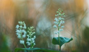 Preview wallpaper may lily, flowers, leaves, blur