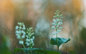 Preview wallpaper may lily, flowers, leaves, blur