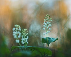 Preview wallpaper may lily, flowers, leaves, blur