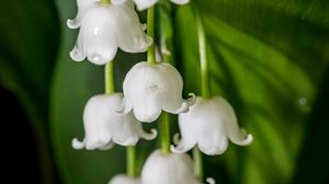 Preview wallpaper may-lily, flower, white, macro, wet