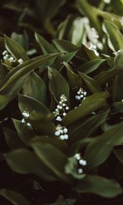Preview wallpaper may-lily, flowers, white, plant, spring