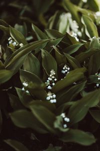 Preview wallpaper may-lily, flowers, white, plant, spring